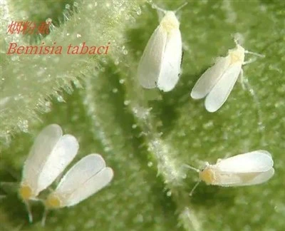 Señuelo para mosca blanca Bemisia Tabaci Gennadius Trampas de feromonas